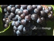 Grape Ripe Bunch 3 2800